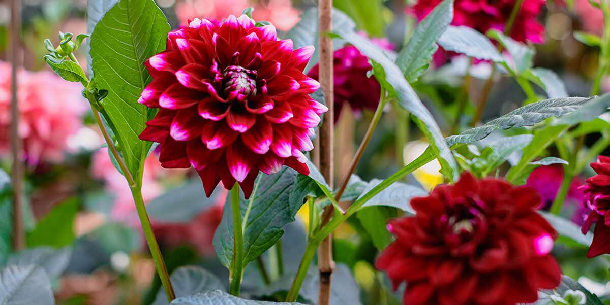 Dahlia Dreams